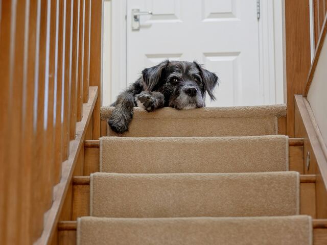 Havenside Indoor Steps and Stair Repair project example in a stairs and hallways